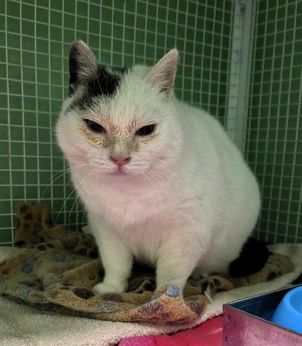 Celestina Dolce Gattina